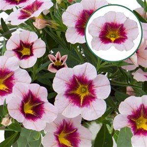 Bild von Calibrachoa P12 Pink Purple Splash